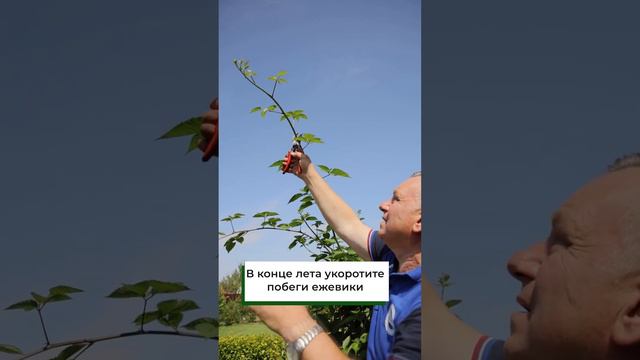 Удалите эти побеги у ежевики и получите хороший урожай | Какие побеги ежевики нужно обрезать осенью