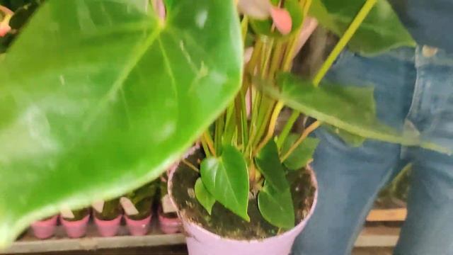 Цветы Вместе - Приемка растений из Голландии 16.05.21, инфо про Антуриумы Юта, Гавайи, Зафира и др. смотреть онлайн