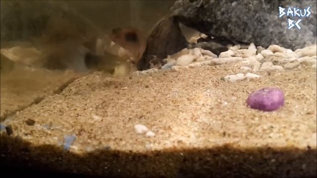 Lepistes Akvaryumu - Kuru Yem - #6 смотреть онлайн