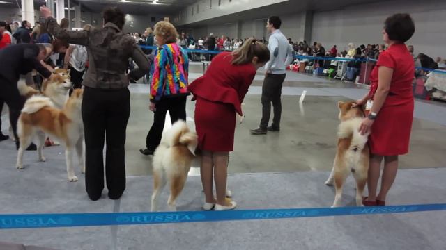 Золотой ошейник кобели класс чемпионов смотреть онлайн
