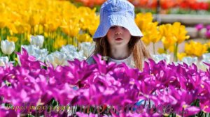 Все краски весны  *    Парад тюльпанов в Никитском ботаническом саду