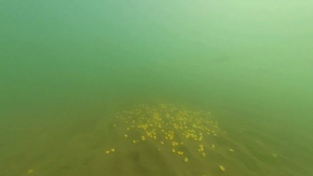 КАПЧАГАЙ.7 НАСОСНАЯ.ПОЙМАЛИ СОМА.#рекомендации #рыбалка #сомы #рыба #капчагай смотреть онлайн