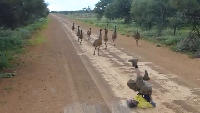 Как привлечь страусов Эму смотреть онлайн