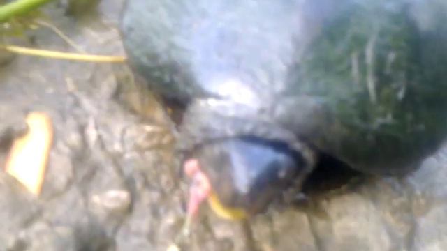 Ловил рыбу-поймал черепаху :) смотреть онлайн