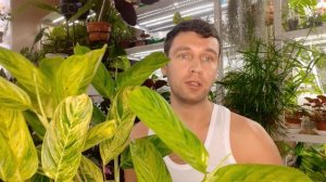 Ктенанты секреты выращивания  /Уход/Полив/Размножение/Трудности в выращивании