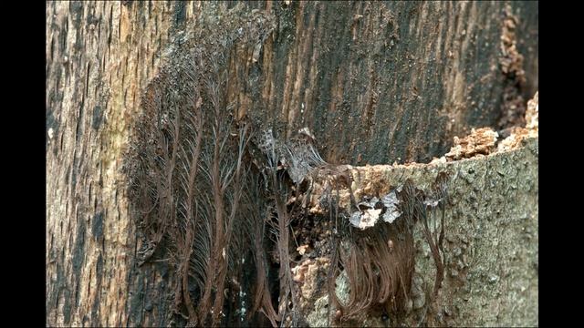 Stemonitis splendens смотреть онлайн