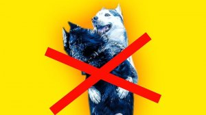 Я РАЗВОЖУСЬ С ТЕРРИ!  (Хаски Бандит) Говорящая собака