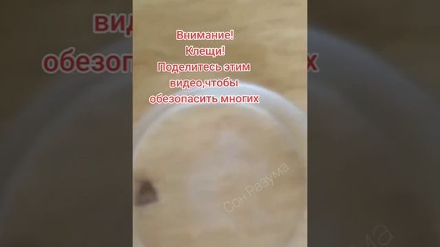 РОССИЯ. 19-Е ИЮНЯ 2023-ГО ГОДА. ВНИМАНИЕ ! МАСЛО ЭВКАЛИПТА ИДЕАЛЬНОЕ СРЕДСТВО ОТ КЛЕЩЕЙ.