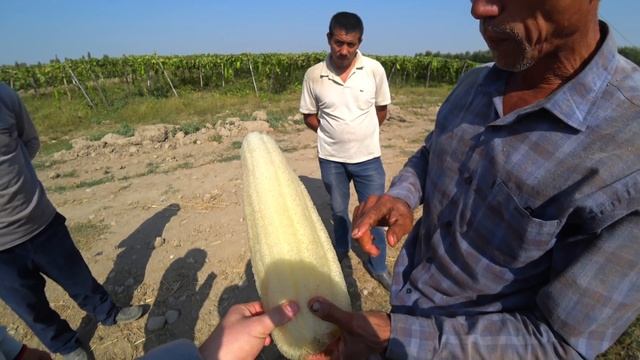 Не ожидал , что Это Увижу в Узбекистане!!!Ферганская Долина!!! смотреть онлайн