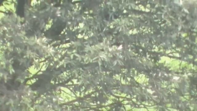 Panasonic SDR-S50 test zoom смотреть онлайн