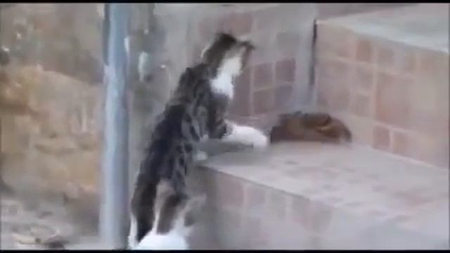 Кошаки гоняют краба смотреть онлайн