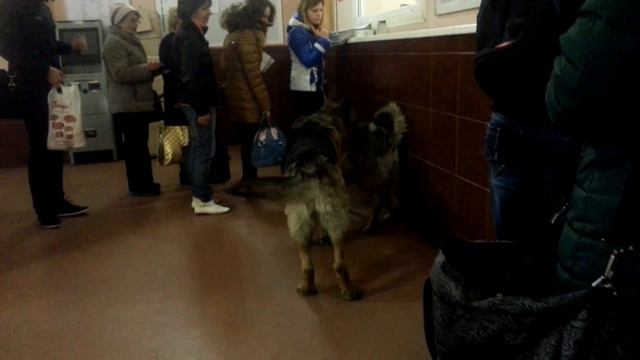 Собаки на вокзале в Луге смотреть онлайн