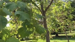 Отель САМШИТОВАЯ роща 4* | Пицунда | Абхазия | МАКСИМУМ ПУТЕШЕСТВИЙ