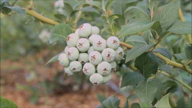 Голубика садовая blueberry смотреть онлайн