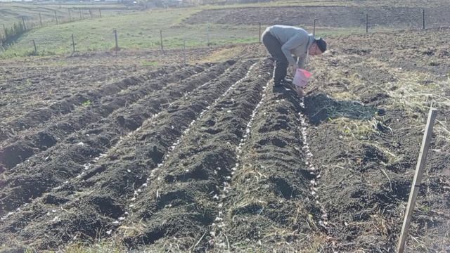 Немного о чесноке. 30.09.23 смотреть онлайн