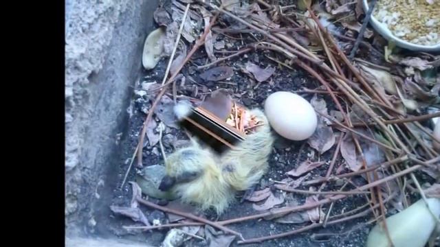 Si a tu ventana llega una paloma, grábala si te asomas смотреть онлайн