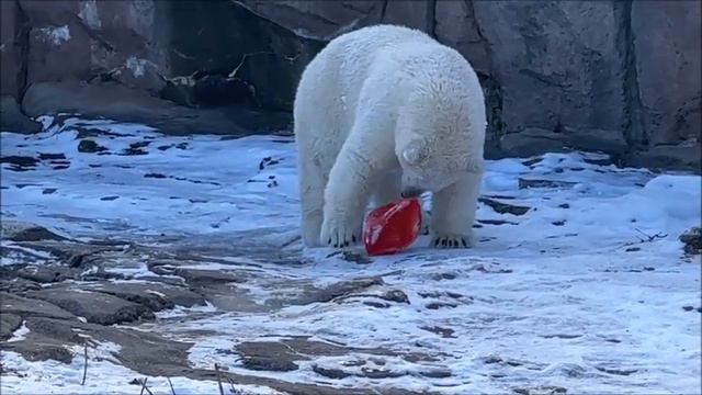 Polar Bear Playing at Detroit Zoo 2022 смотреть онлайн