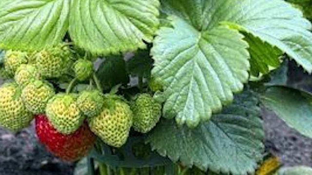 Keni probleme me fytin, Ja 3 recetat e gjyshes смотреть онлайн