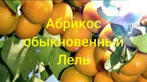 Абрикос обыкновенный Лель ?обзор: посадка, характеристики растения, саженцы абрикоса Лель