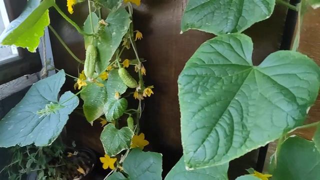 Огурец Белый ангел смотреть онлайн