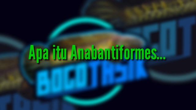 REVIEW IKAN CHANA FULCRA