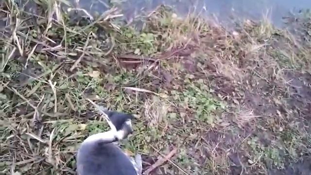 Птица Поганка смотреть онлайн