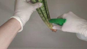 Защита сансевиерий от клеща и грибков. Профилактические обработки от вредителей и заболеваний