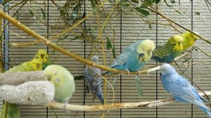 видео для попугаев | пение волнистых попугаев