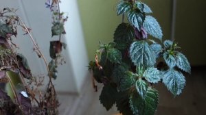 Воздушные ризомы у ахименесов: что это такое