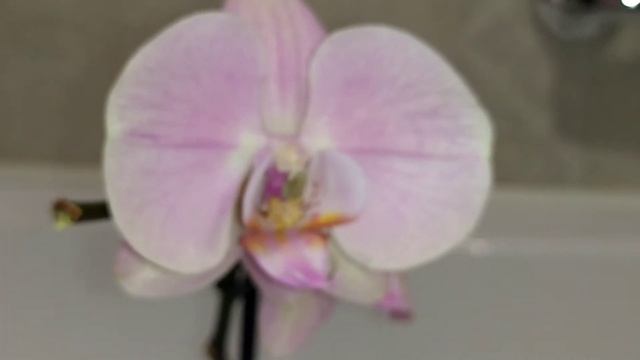 Мучнистый червец на новой орхидее - как бороться?