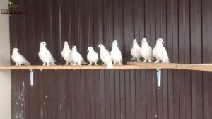 БЕЛАЯ ТУРЕЦКАЯ ТАКЛА / ГОЛУБИ / PIGEONS  TAUBE