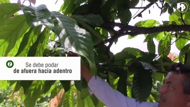 ¿Cómo controlar la MONILIA en el cultivo de CACAO? смотреть онлайн