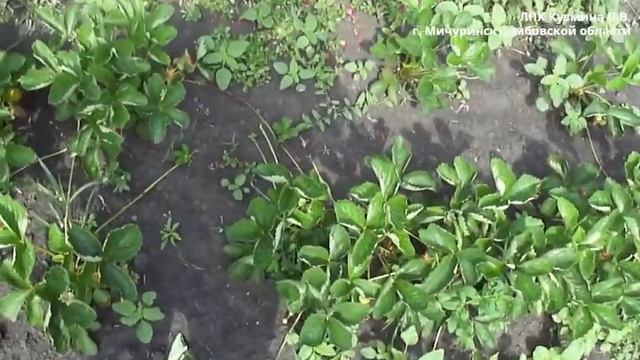 Вима Занта 21 27 06 2022 г