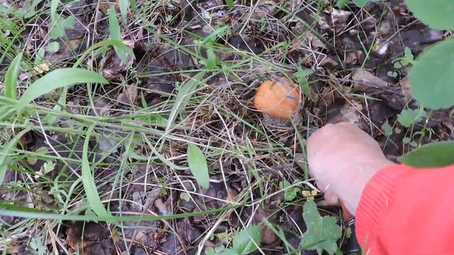 "Корзинка с грибами" смотреть онлайн