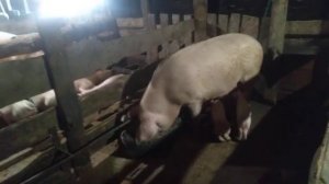 Чем кормить поросят, чтоб росли как на дрожжах.