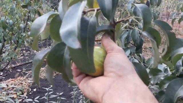 ,, ПИСАНКА,, или БЕРГАМОТ ПОЛОСАТЫЙ. смотреть онлайн