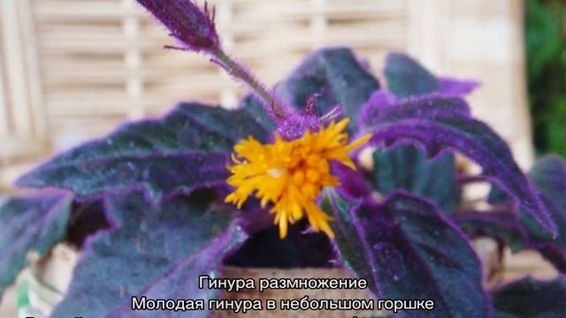 Цветок гинура — уход в домашних условиях смотреть онлайн