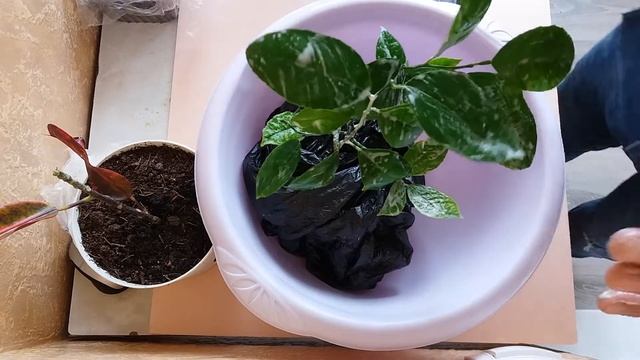 МОЙКА ЛИСТЬЕВ КОМНАТНОГО ЛИМОНА МЕЙЕРА(( ОТ ВРЕДИТЕЛИ))2017 смотреть онлайн