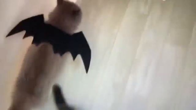 Милый черный аксессуар на Хеллоуин/ Halloween для питомцев крылья летучей мыши смотреть онлайн