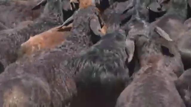 Гиссарские баранчики Кызылкумских песков 2020г. 3 м-ц. К/х Оразхан. смотреть онлайн