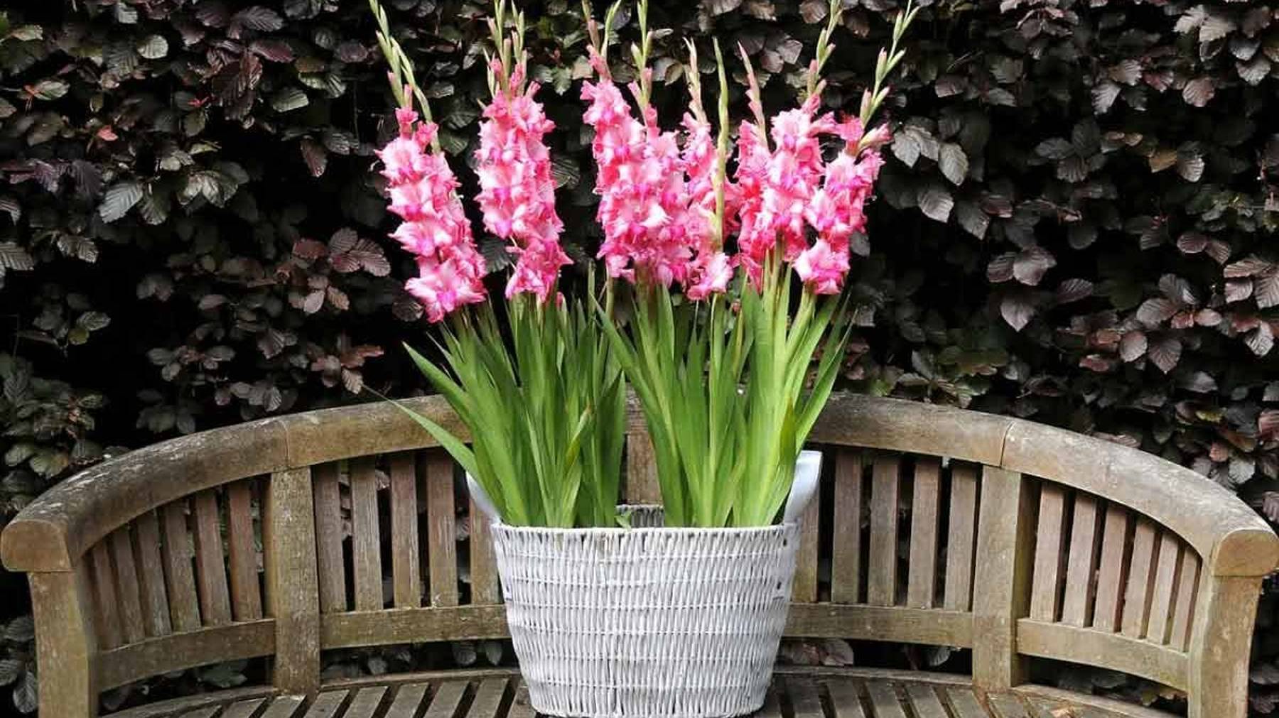 Гладиолусы в кашпо – особенности посадки и ухода смотреть онлайн