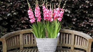 Гладиолусы в кашпо – особенности посадки и ухода