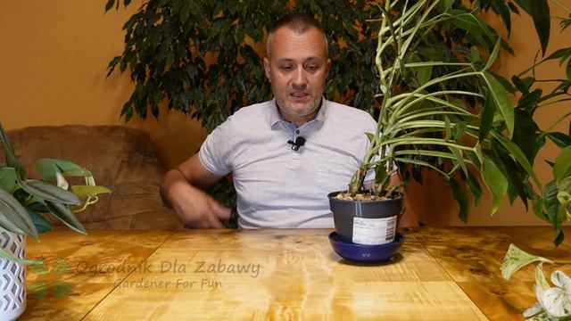 76. Epipremnum Marble Queen, Scindapsus Treubii Moonlight I Syngonium Trileaf Wonder.