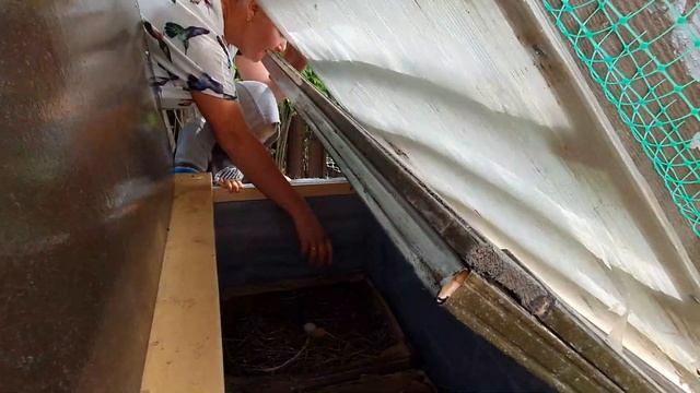 Первые яйца доминант смотреть онлайн