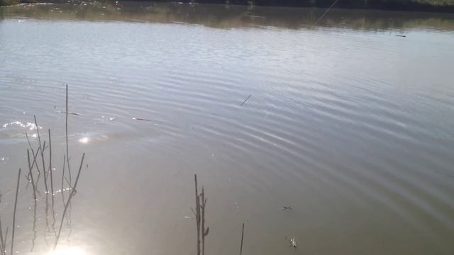 Белый амур на 2 кг (Байсерке 2) смотреть онлайн