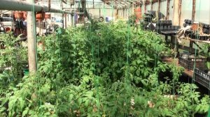 ампельные томаты