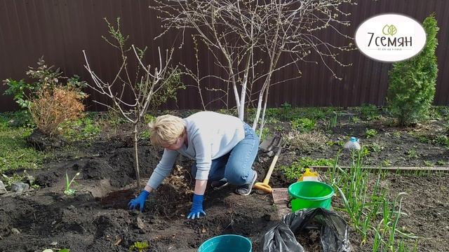 КАК ПРАВИЛЬНО ПЕРЕСАДИТЬ ВЗРОСЛУЮ ГОРТЕНЗИЮ?ВОТ ТАК!