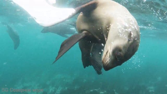 СЕВЕРНОЕ МОРЕ, медитация для начинающих.Спокойная музыка. смотреть онлайн