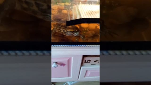 Утро с черепахой!!! смотреть онлайн