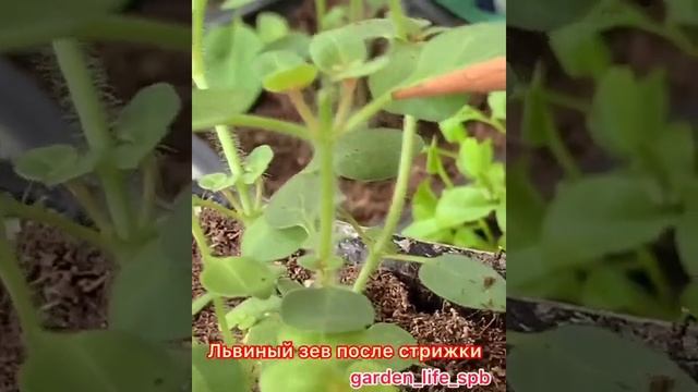 Ампельный львиный зёв, после стрижки 8 дней спустя смотреть онлайн